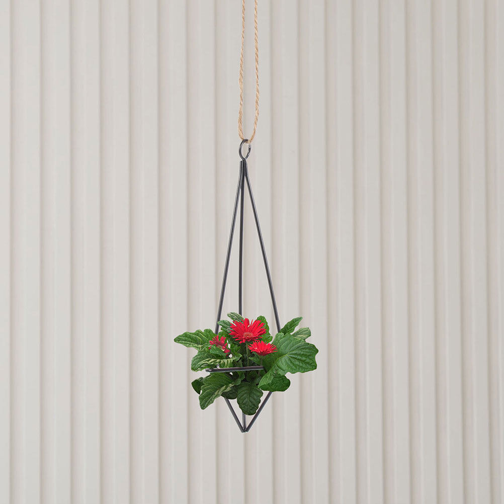 2Pcs Hanging Air Plant Holder  - Spider Plant Hanging ulasan dan harga